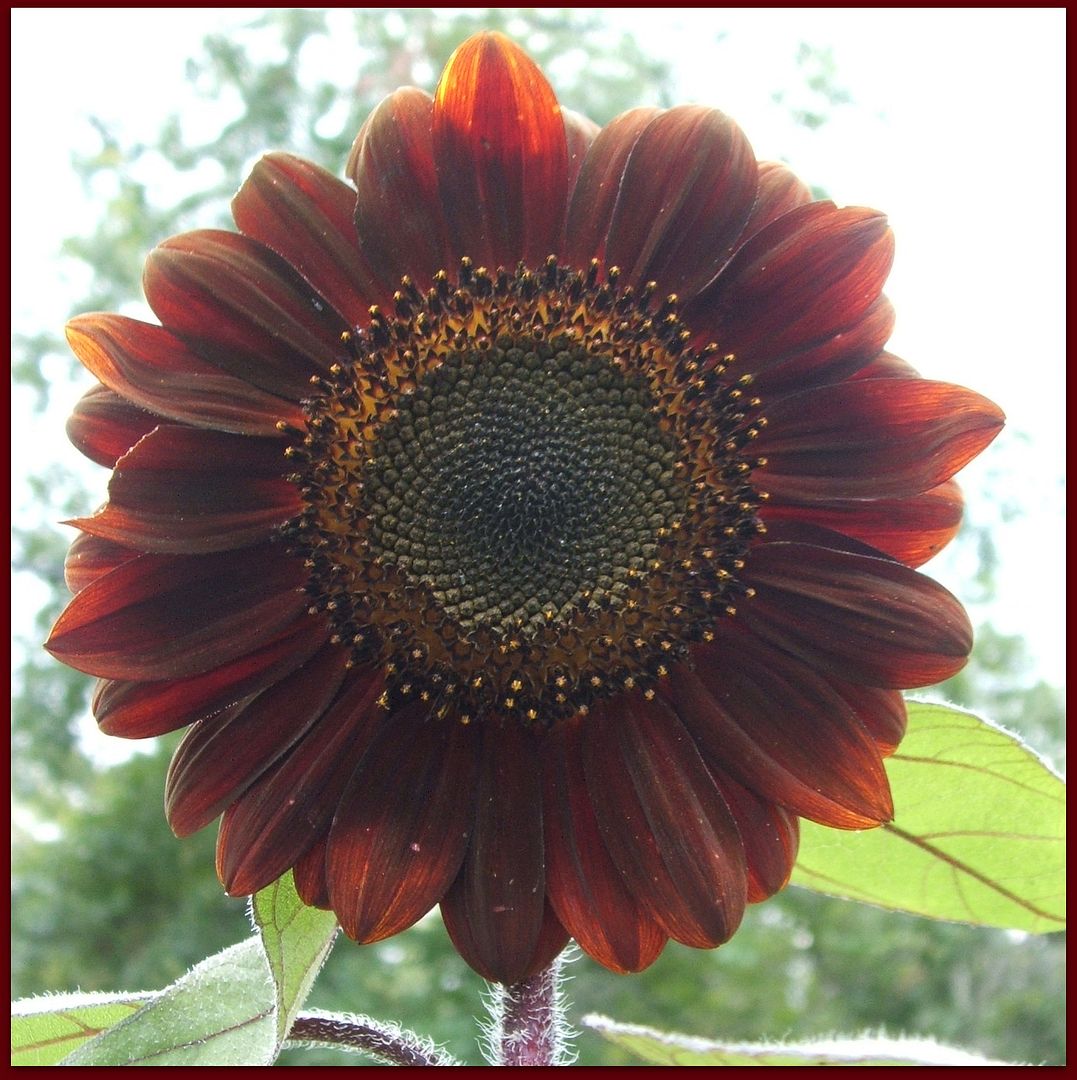 Prado Sunflowers by Angie Ouellette-Tower for godsgrowinggarden.com photo 013_zps7fdfcc1a.jpg